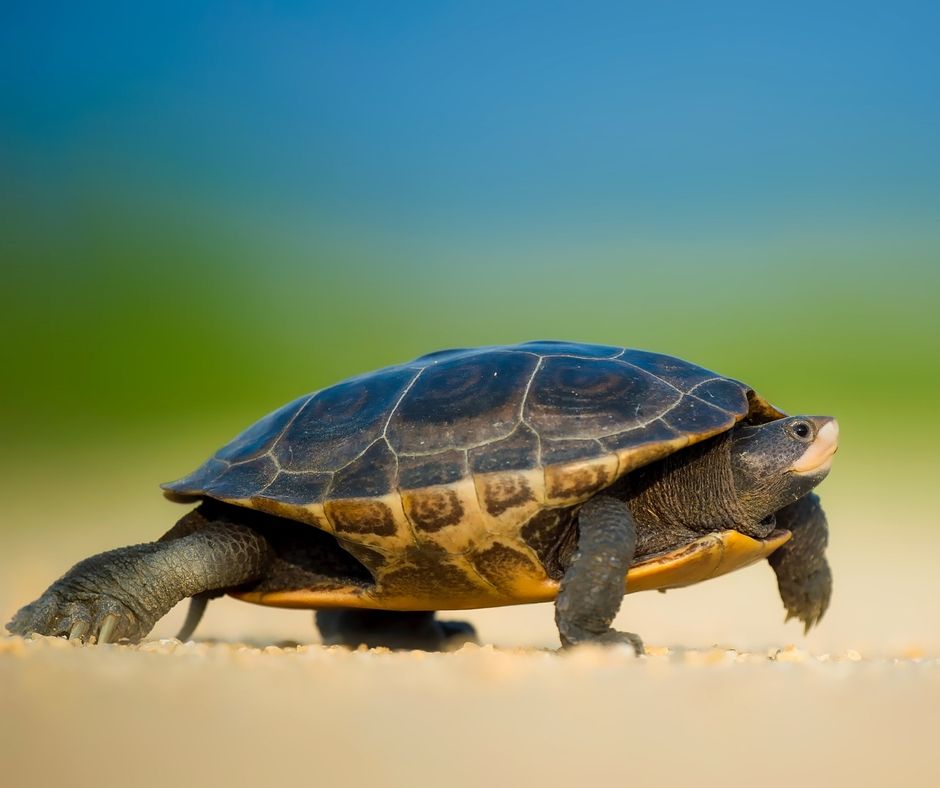 Even At A Turtle's Pace, You Can Still Make Progress - The Goalden Lady